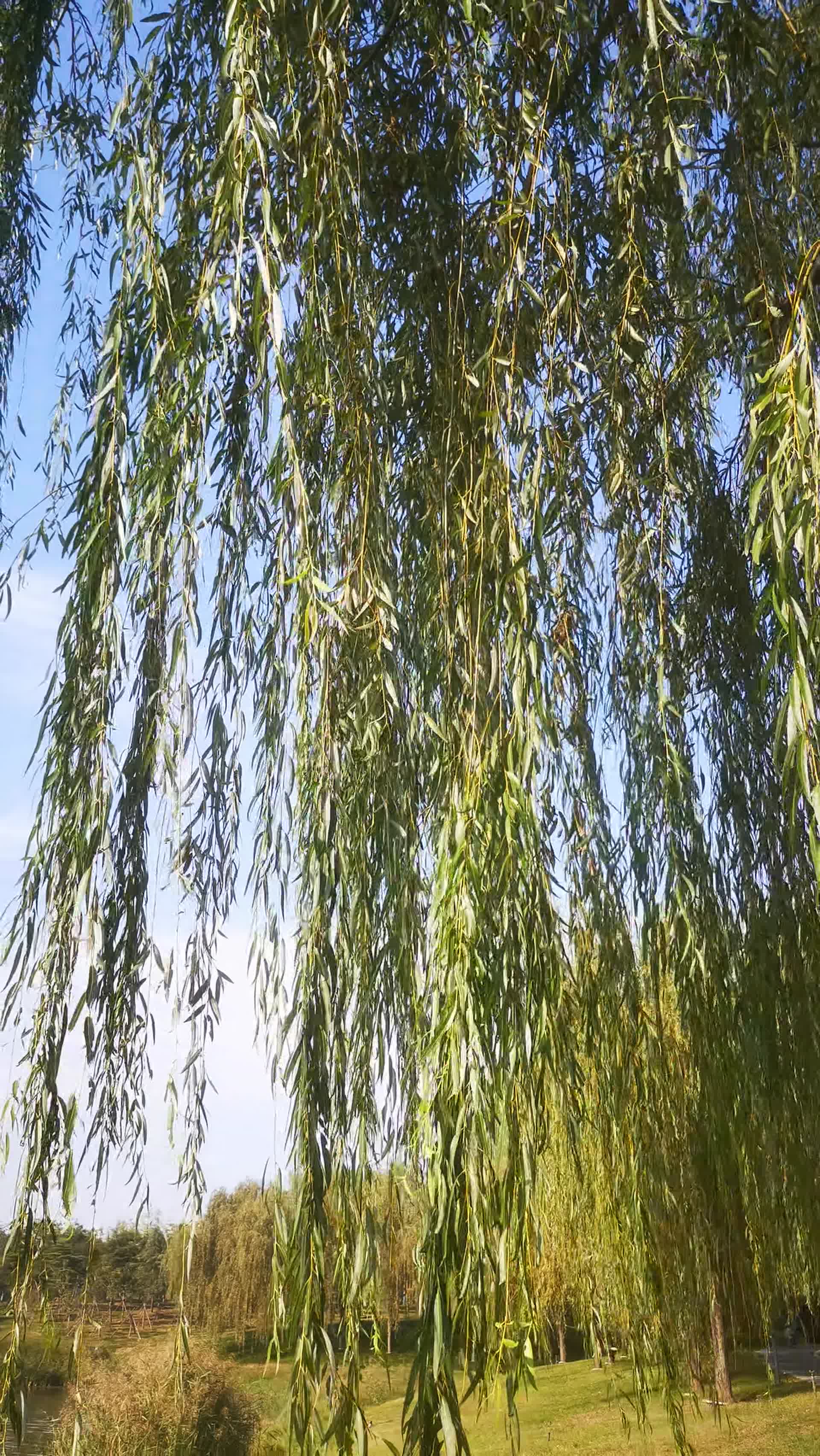 植物花草树木实拍视频的预览图