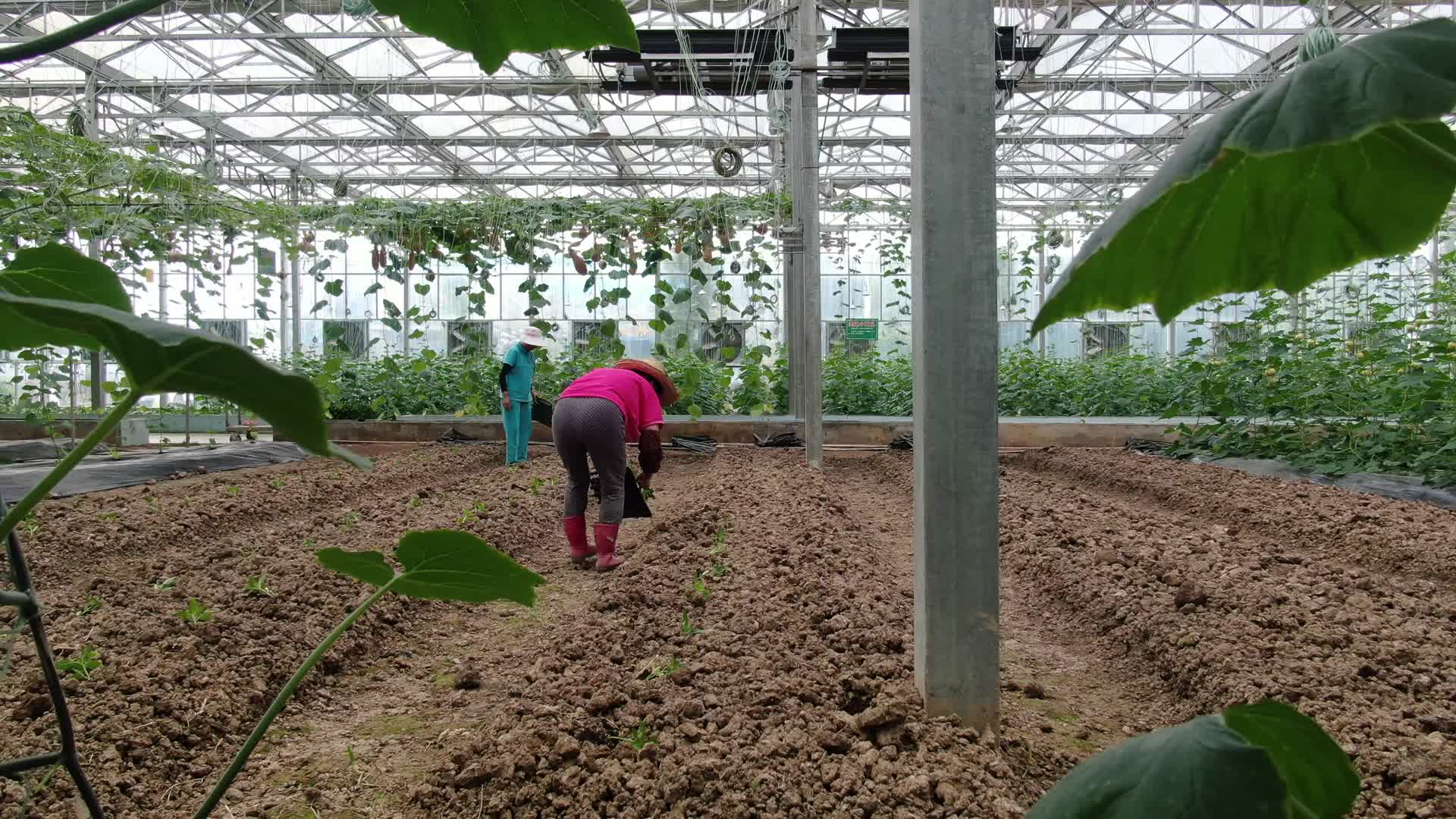 农业种植大棚有机蔬菜视频的预览图