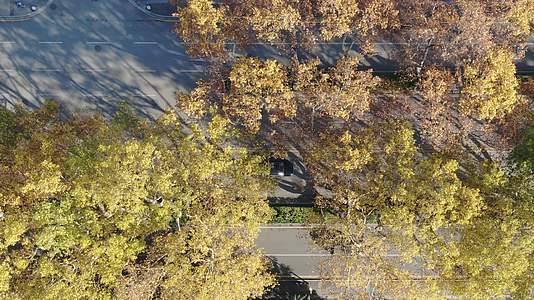 南京城市秋天枯黄法国梧桐航拍视频的预览图