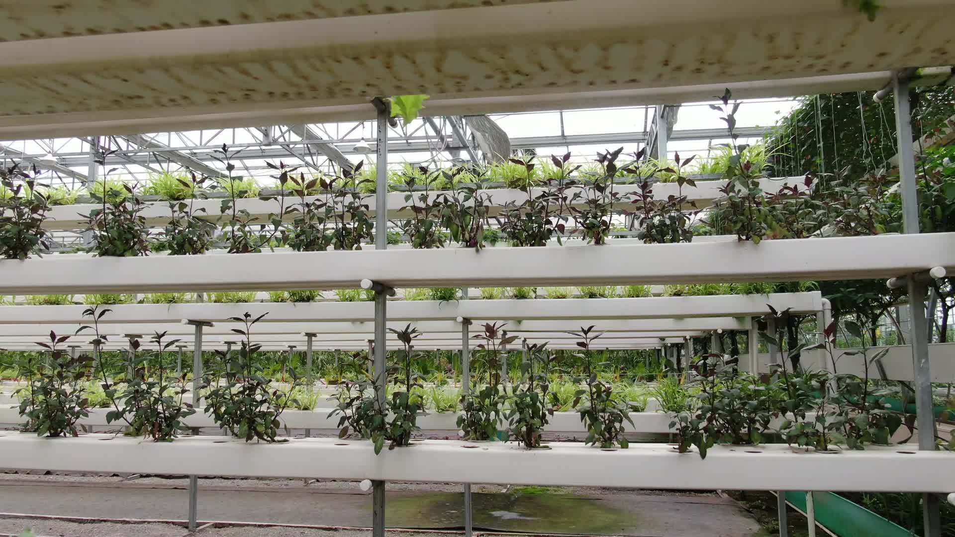 农业种植有机蔬菜实拍视频的预览图