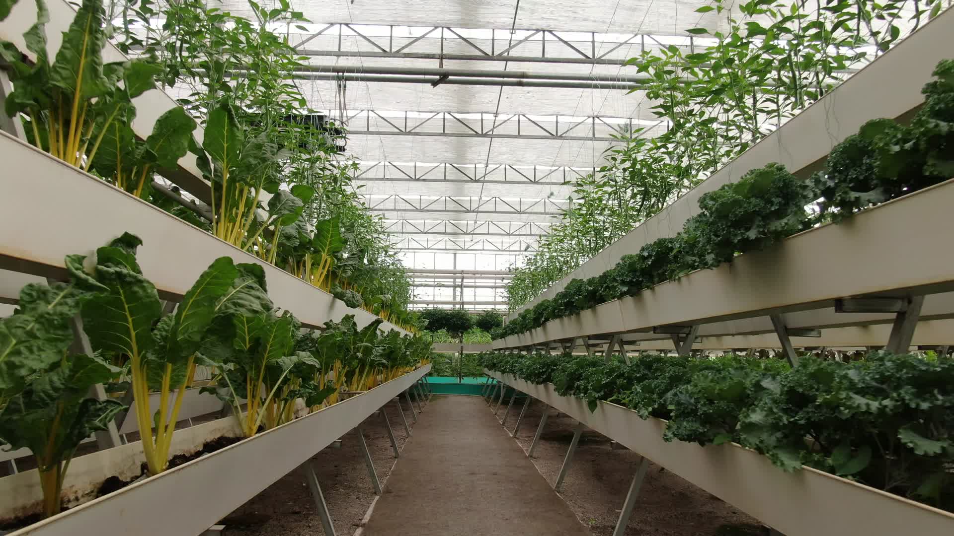农业种植有机蔬菜实拍视频的预览图