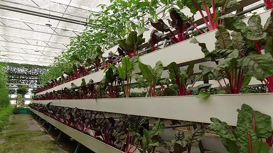 农业种植大棚有机蔬菜视频的预览图
