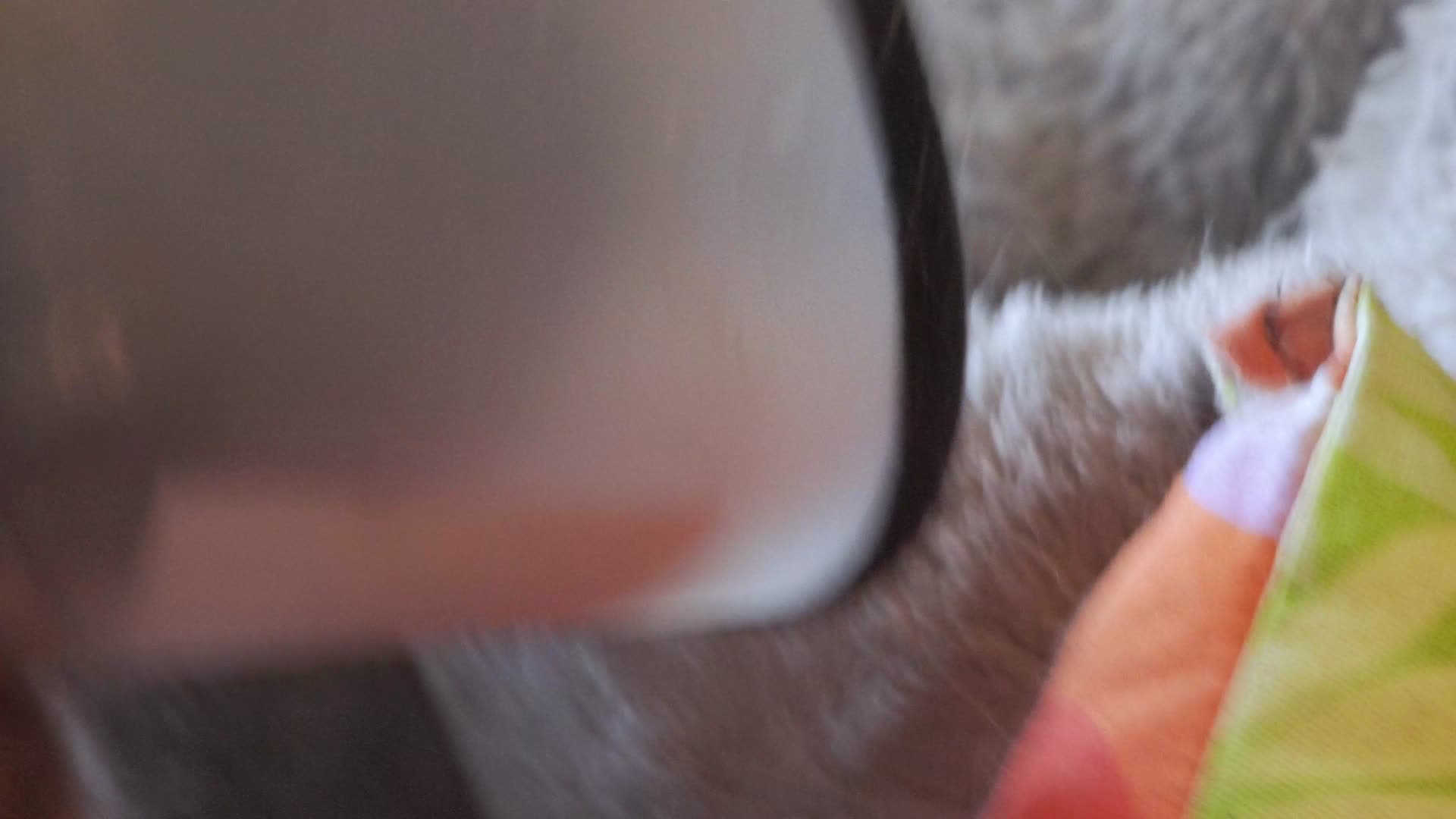宠物猫生病伊丽莎白圈上眼药视频的预览图