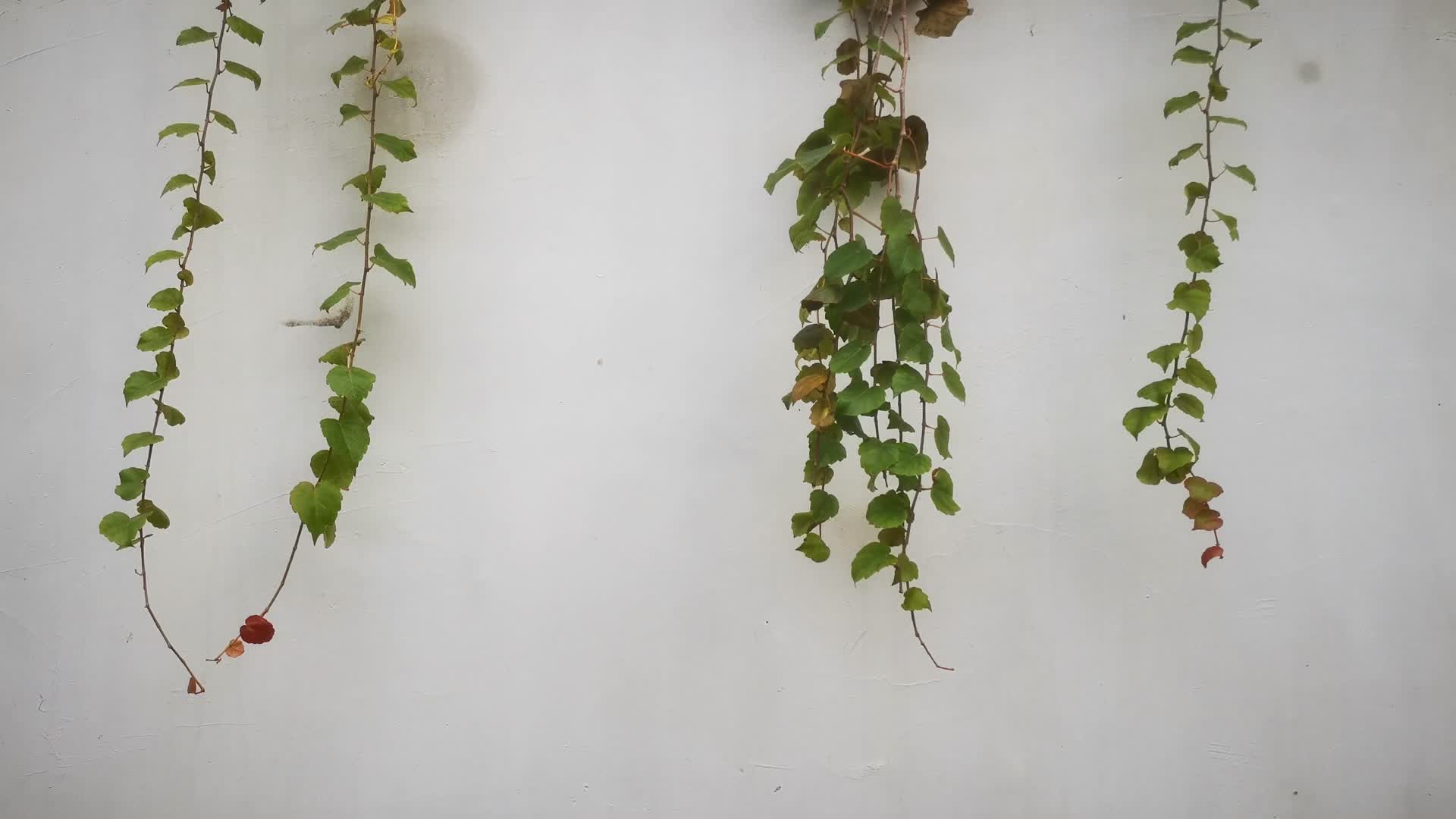 植物花草树木实拍视频的预览图