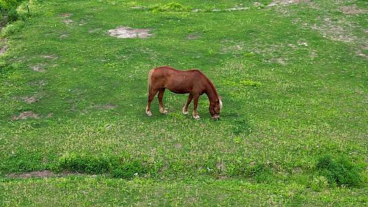 航拍草坪上的马吃草视频的预览图