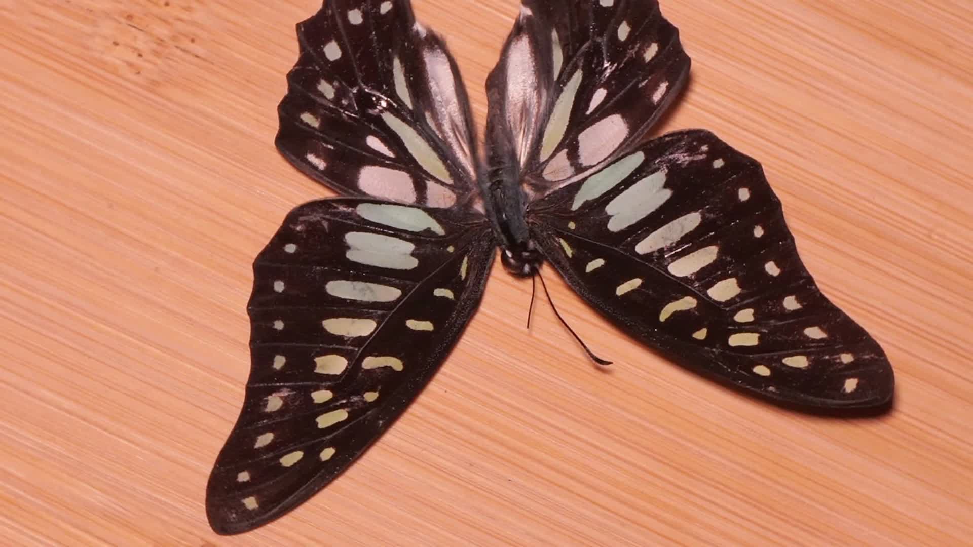 达摩凤蝶蝴蝶昆虫标本视频的预览图