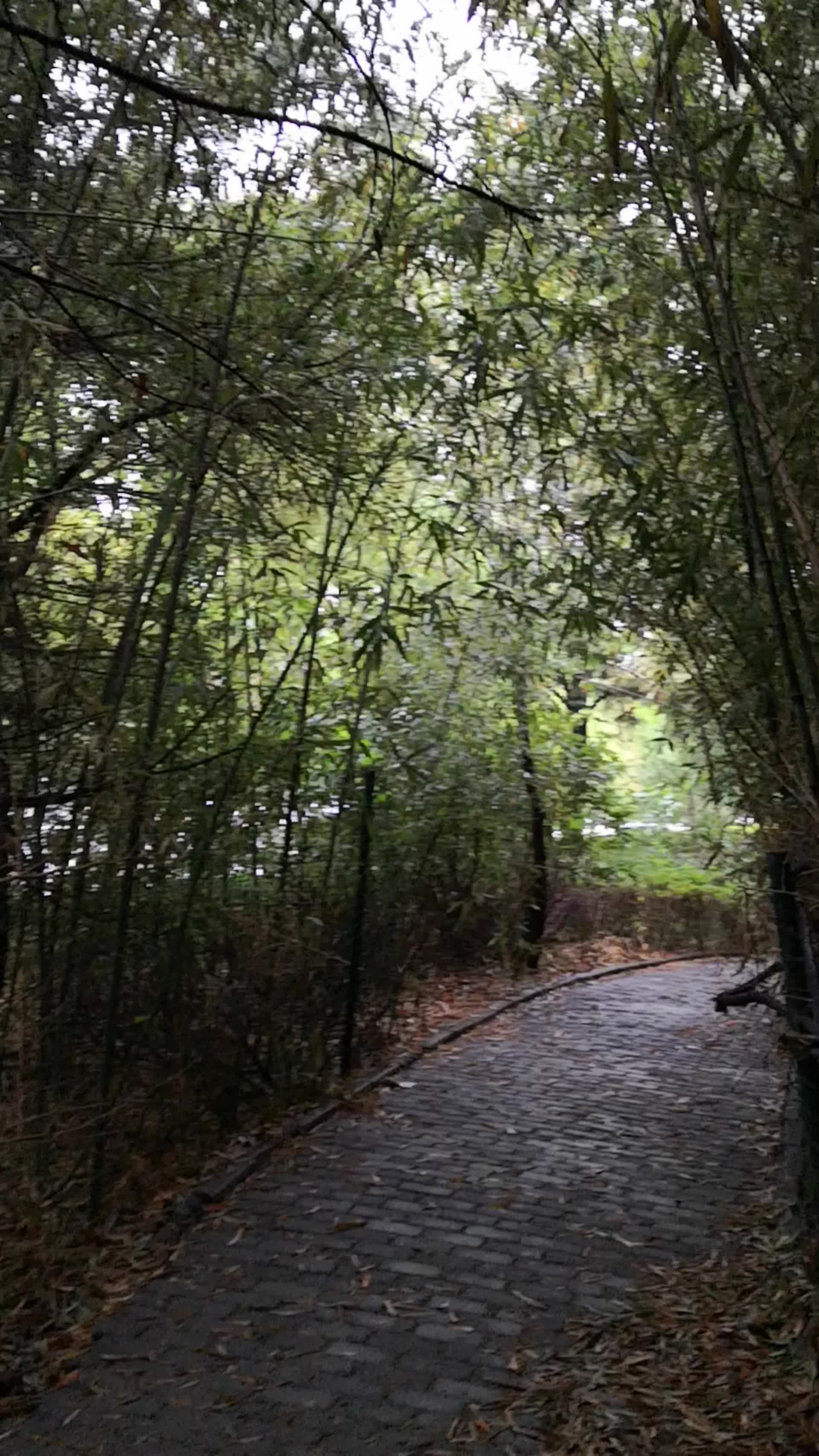 绿色的竹林小道视频的预览图