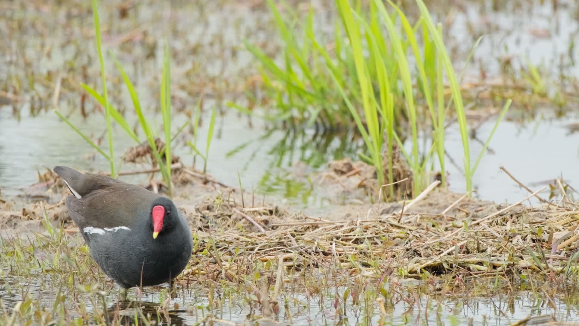 大自然鸟类动物4K实拍空镜头视频的预览图