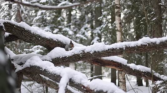 冬季森林大雪松树积雪中觅食特写视频的预览图