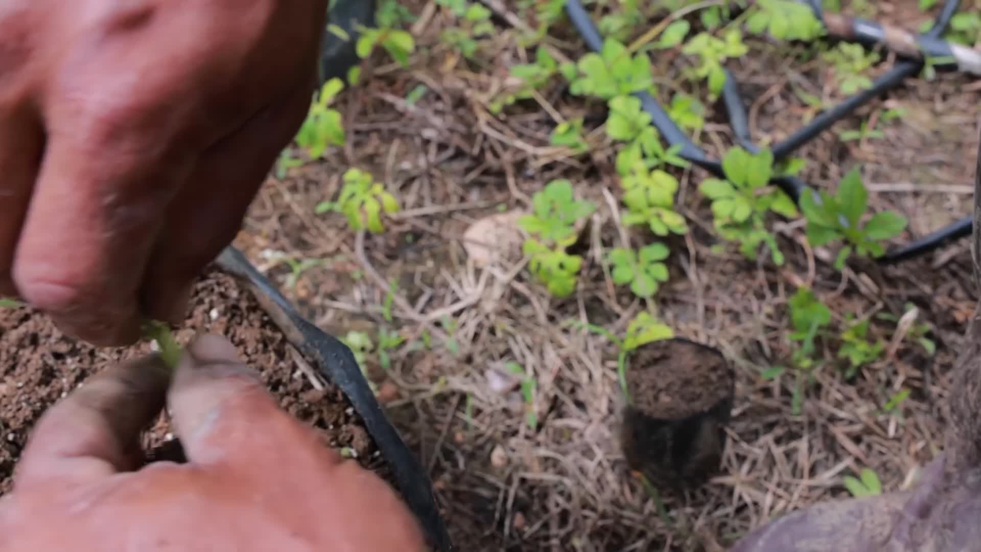 栽种辣椒秧苗小苗嫩芽视频的预览图