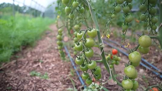 小西红柿种植采摘视频的预览图