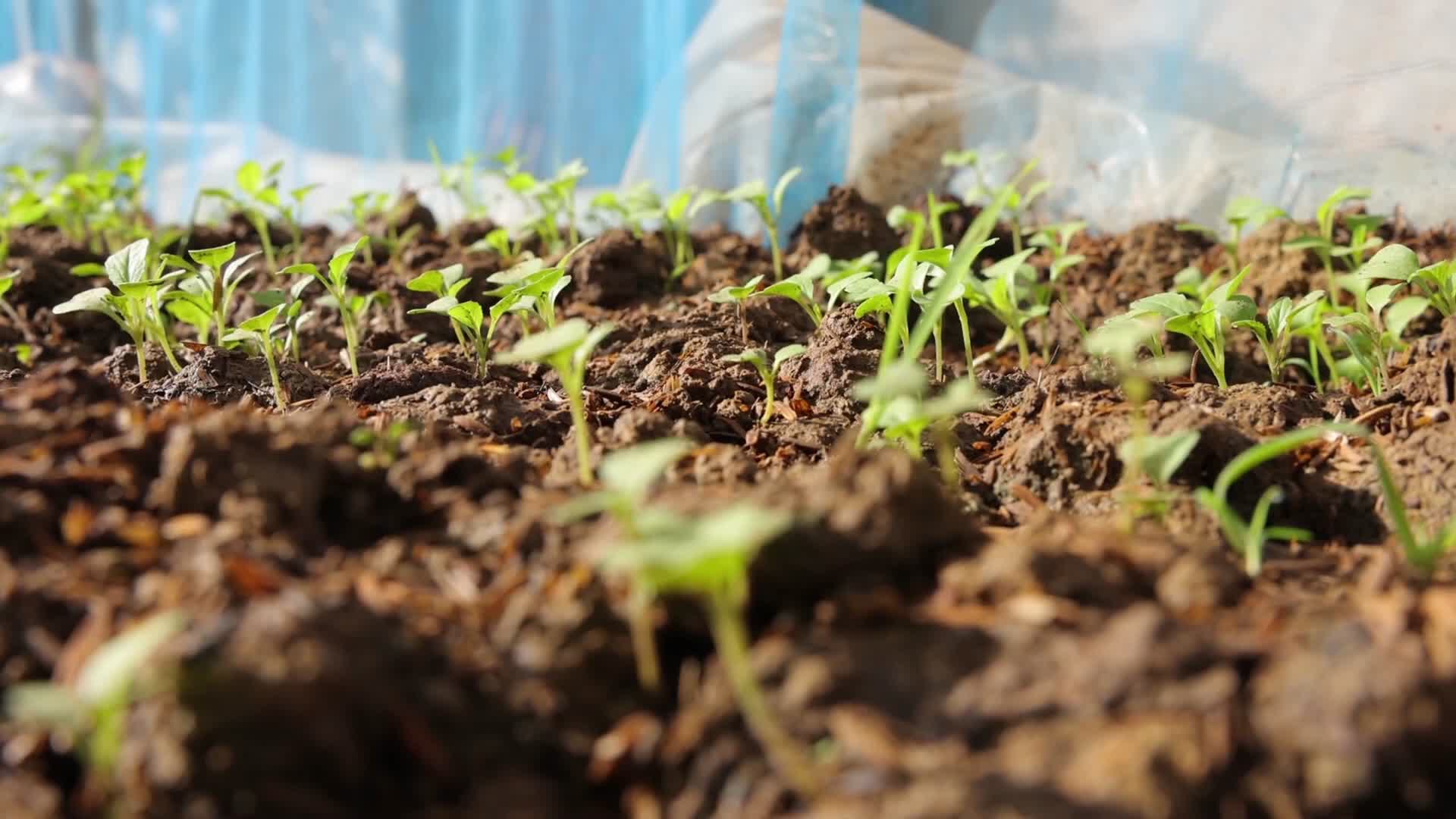 春季农田农作物植物嫩芽发芽视频的预览图