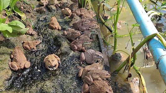 牛蛙养殖池塘饲养视频的预览图