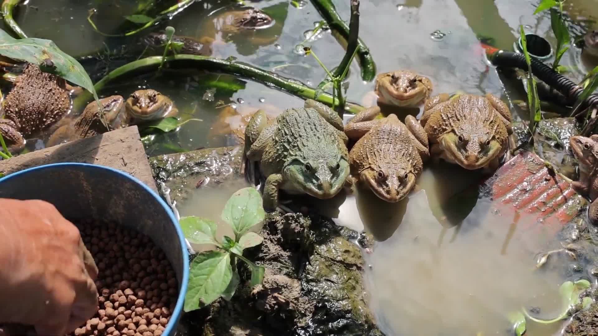 池塘养殖牛蛙投喂饲料视频的预览图