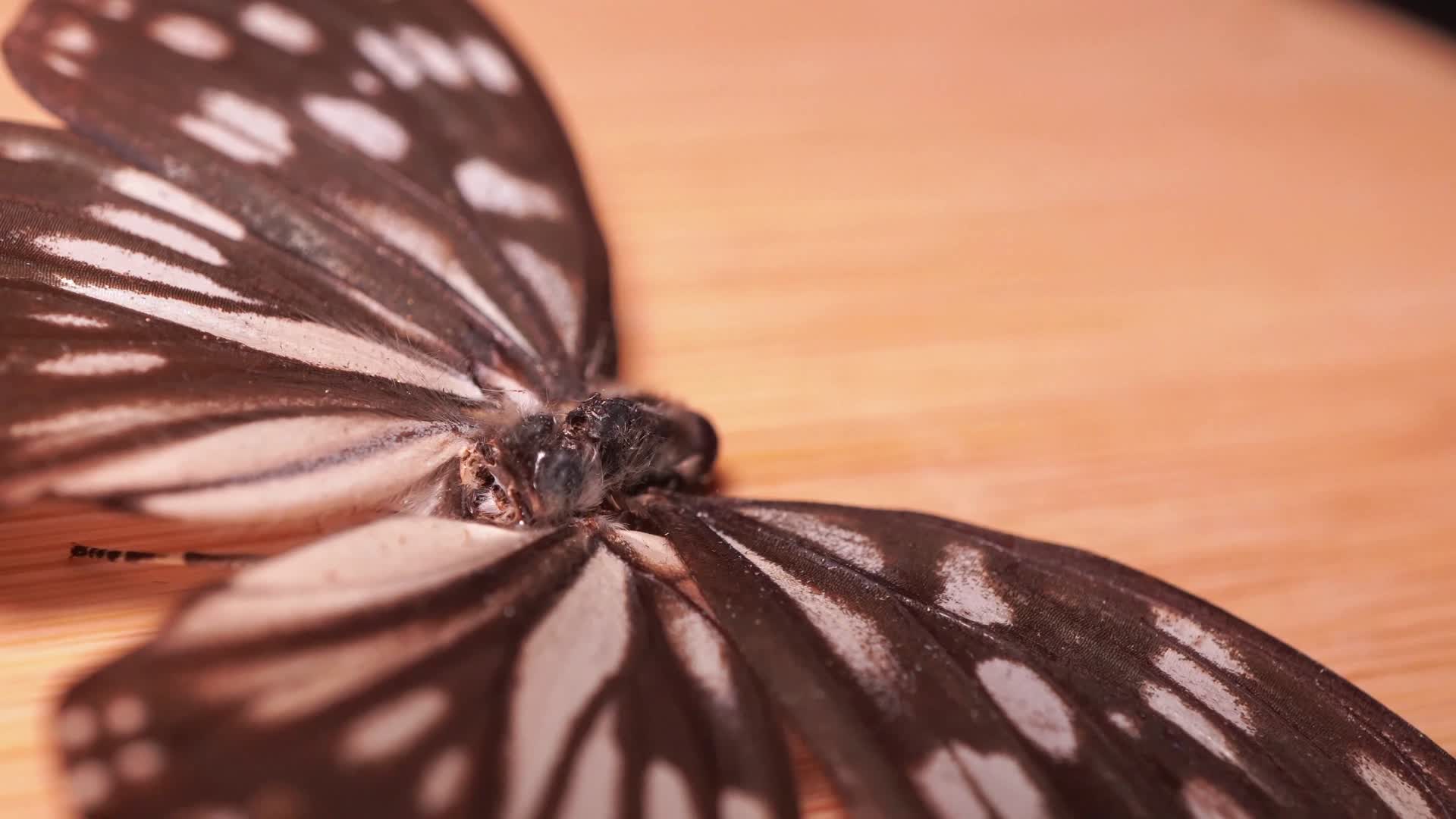 大紫蛱蝶蝴蝶昆虫标本视频的预览图