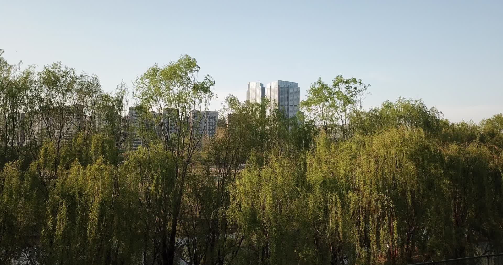 柳树河岸视频的预览图
