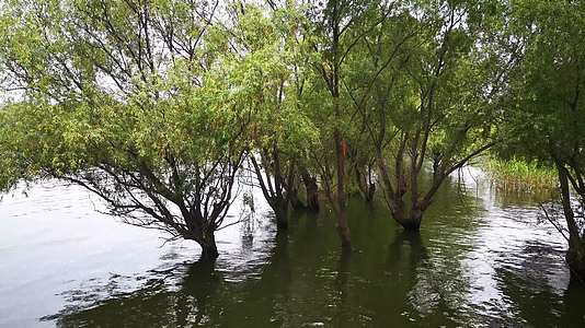 被洪水淹没的柳树视频的预览图