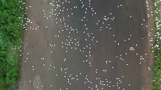 航拍农家散养生态鸭视频的预览图