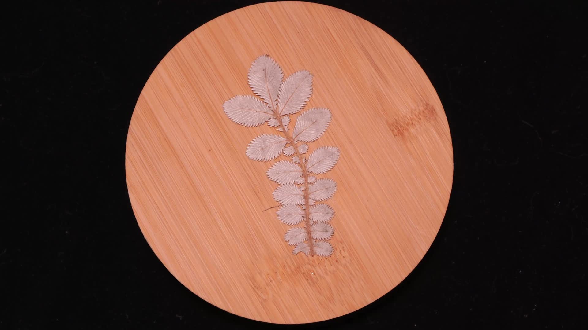 反白叶植物叶子标本视频的预览图