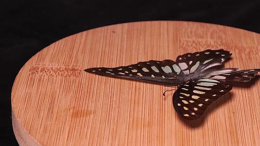 蝴蝶昆虫标本达摩凤蝶视频的预览图