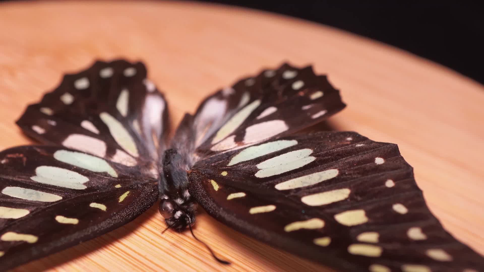 蝴蝶昆虫标本达摩凤蝶视频的预览图