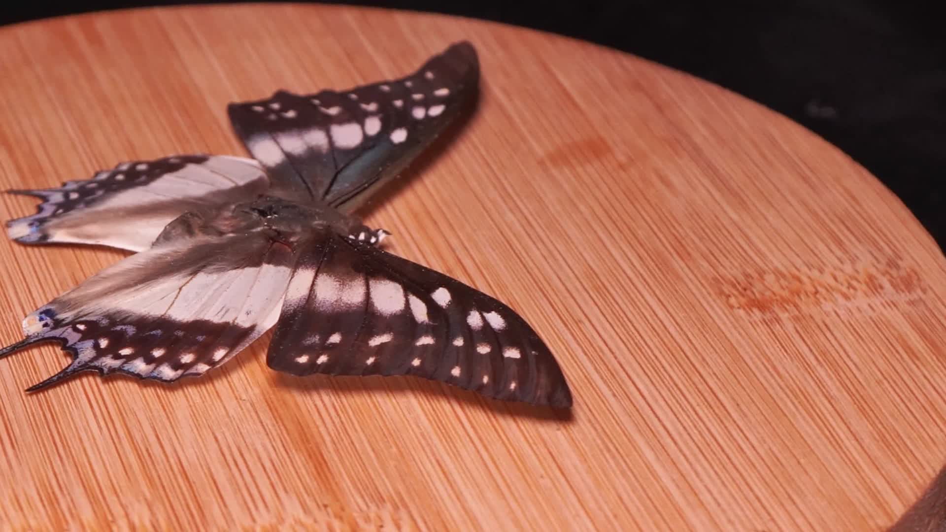 蝴蝶昆虫标本剧粉蝶视频的预览图