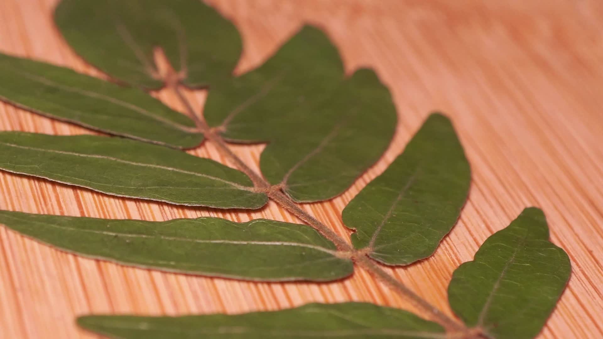 黄刺玫叶植物标本视频的预览图