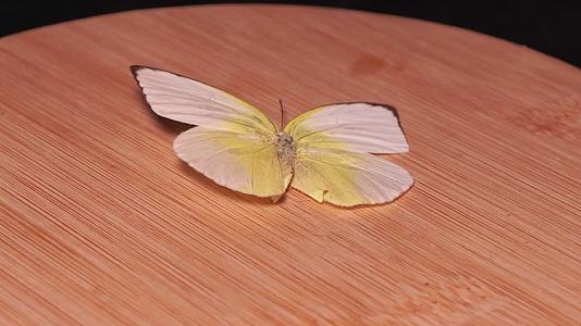 黄粉蝶蝴蝶昆虫标本视频的预览图