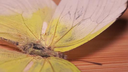 黄粉蝶蝴蝶昆虫标本视频的预览图