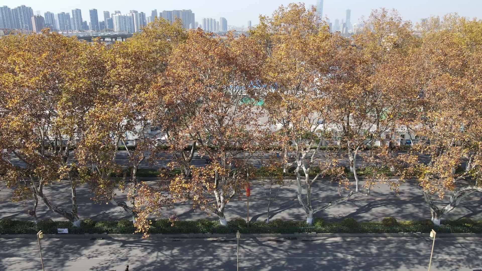 秋天枯黄树叶航拍视频的预览图