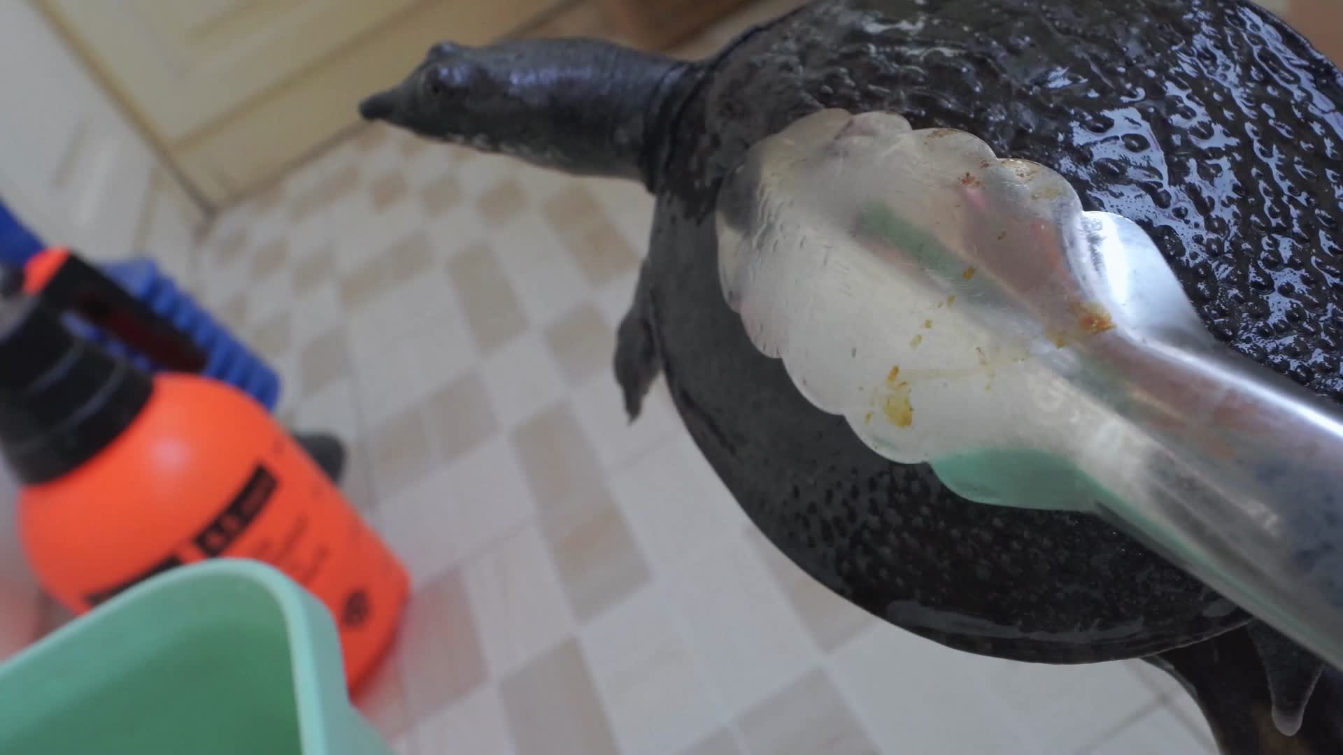 活的甲鱼水鱼食用鳖王八视频的预览图