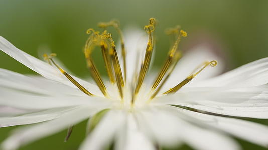 初立春分公园花朵花卉微距特写实拍视频的预览图