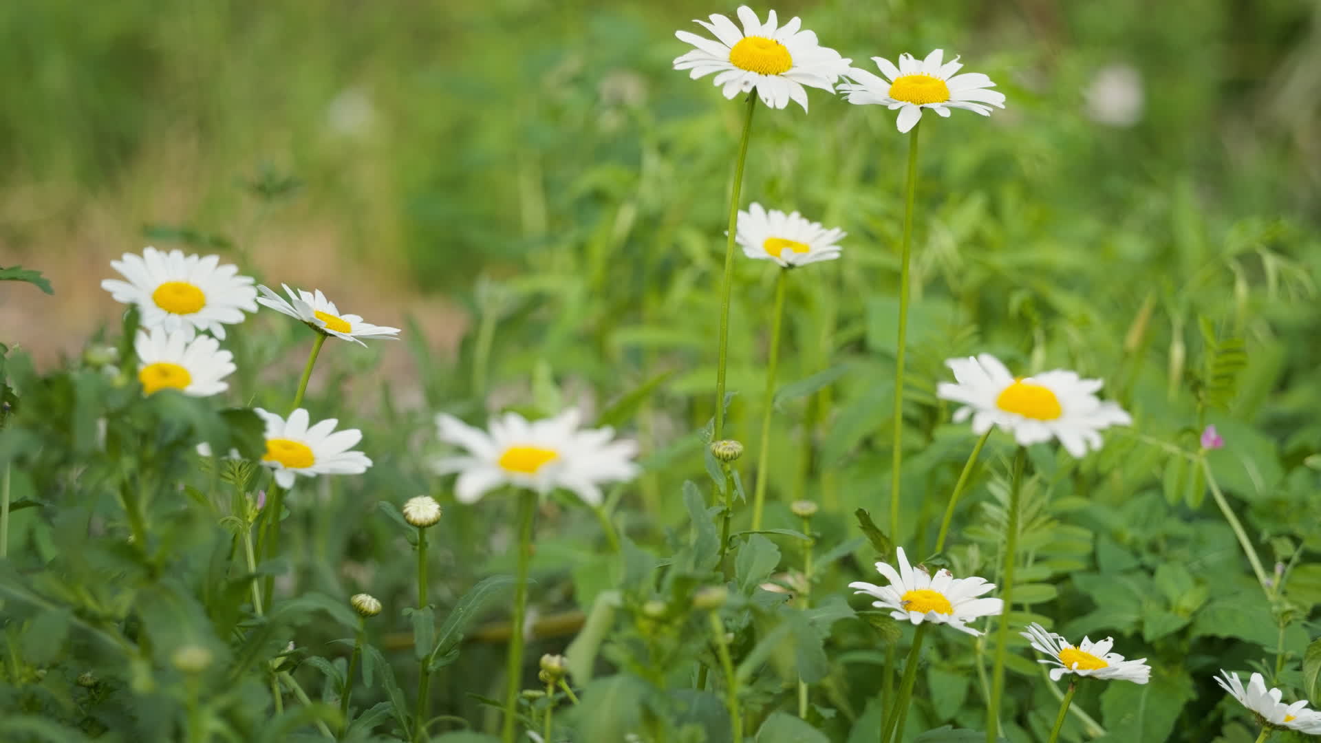 初立春分公园花朵花卉微距特写实拍视频的预览图