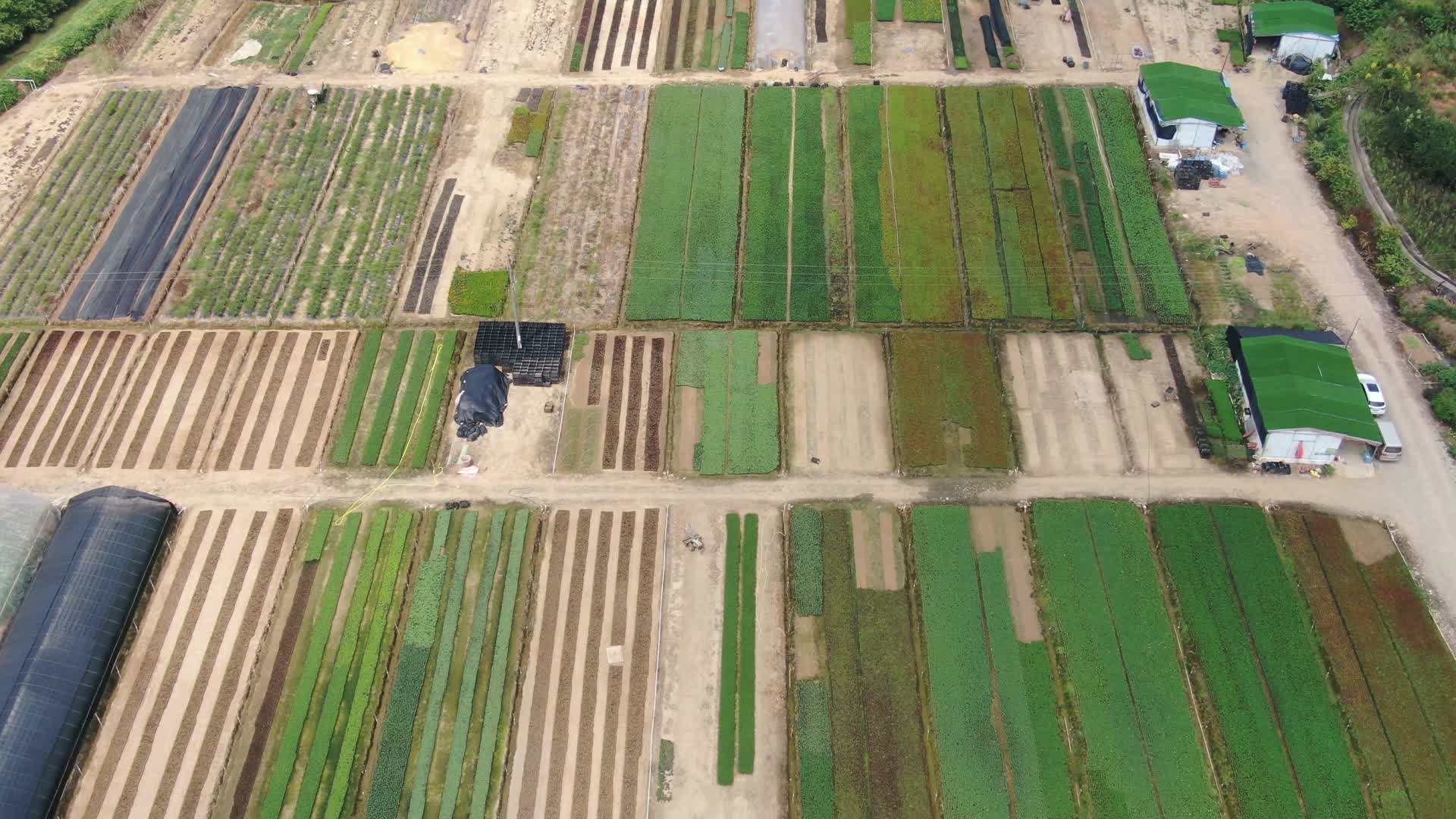 航拍花卉种植基地农业发展视频的预览图