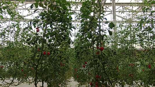 大棚蔬菜农业种植圣女果西红柿视频的预览图