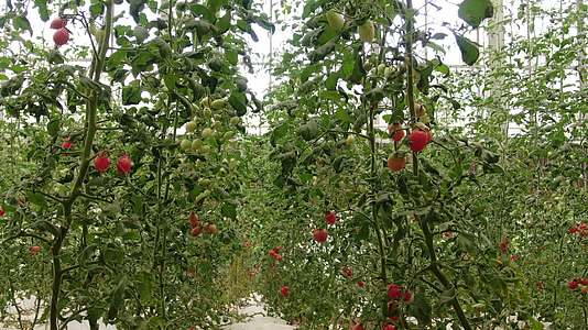 大棚蔬菜农业种植圣女果西红柿视频的预览图