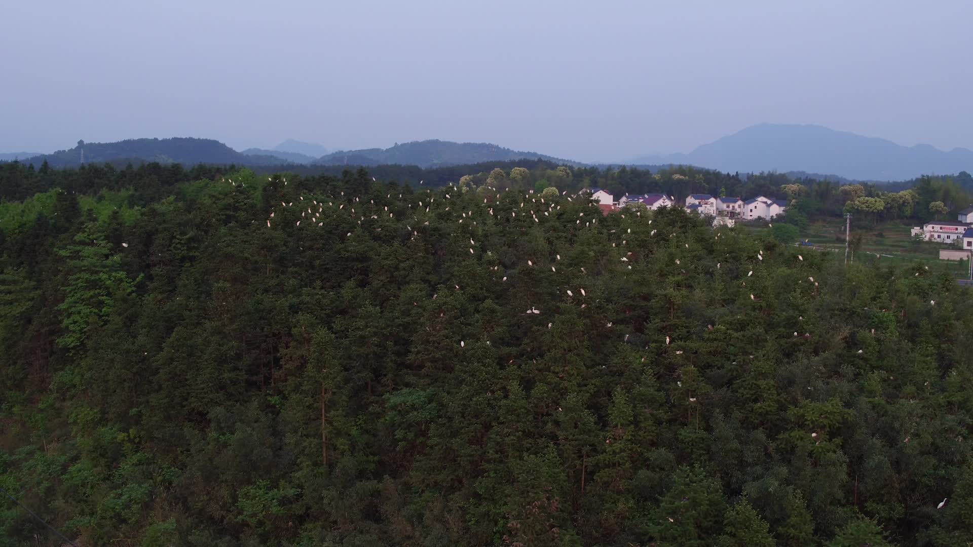 航拍树上鸟飞翔视频的预览图