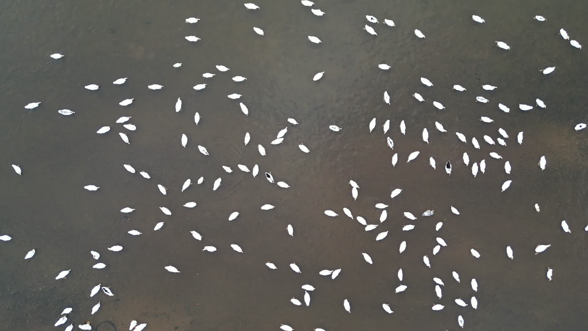 航拍农家散养生态鸭农业养殖视频的预览图