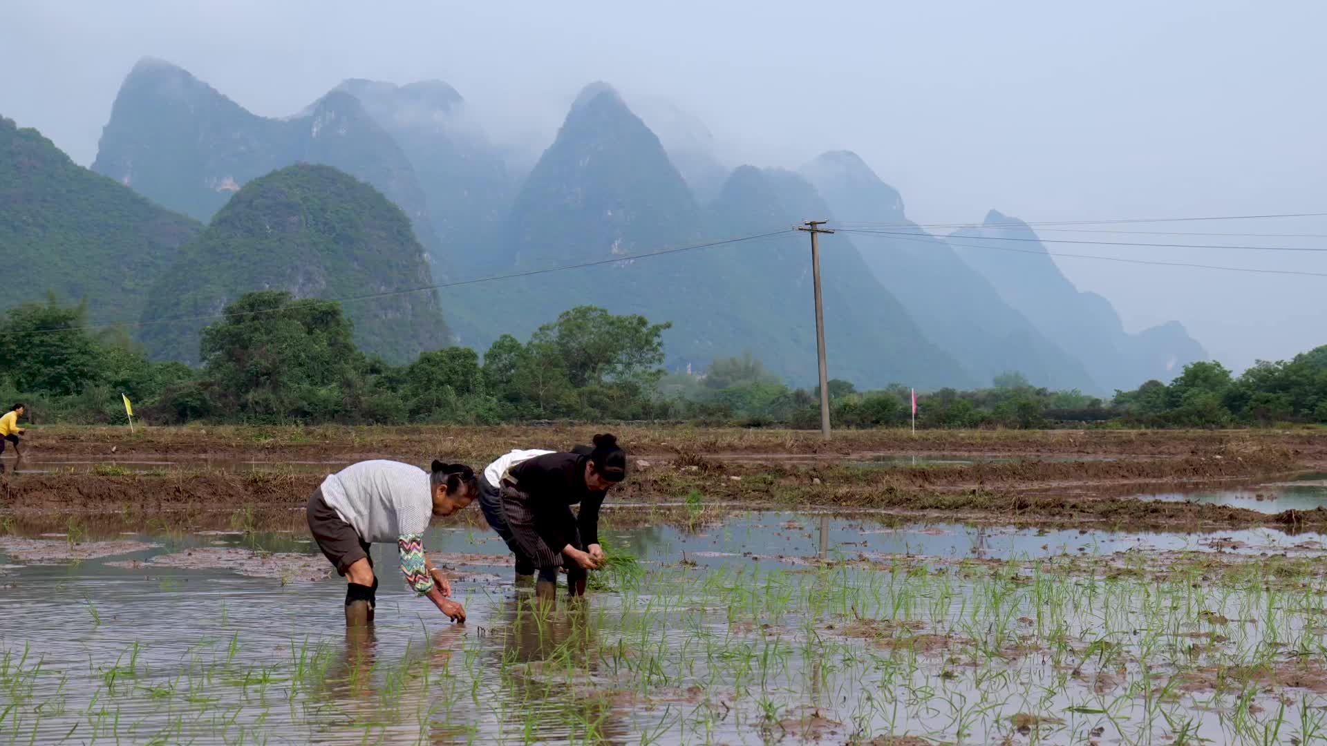 农民插秧乡村生活种田视频的预览图