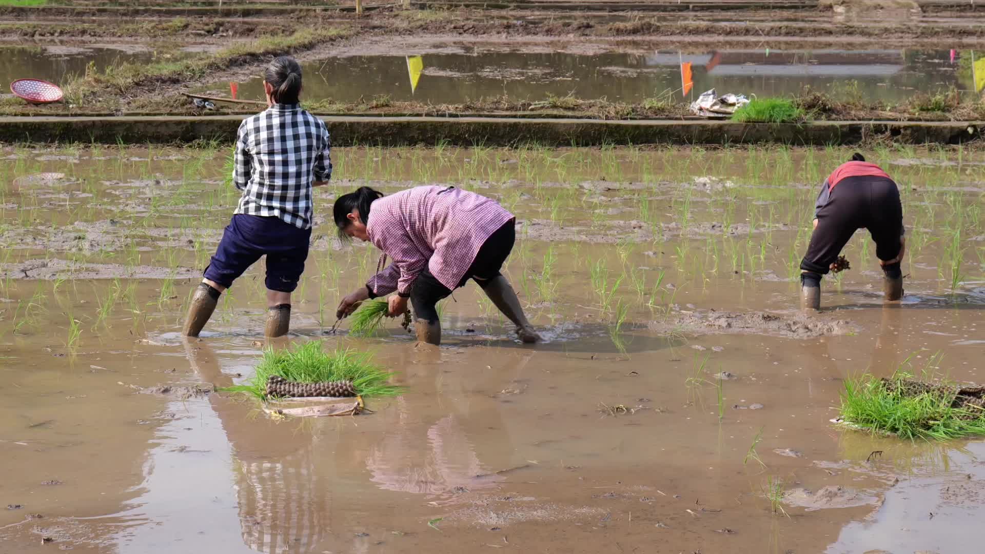 农民插秧乡村生活种田视频的预览图