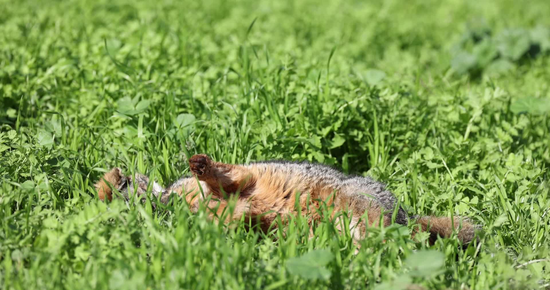 狐狸野外草地晒太阳觅食夏日阳光视频的预览图