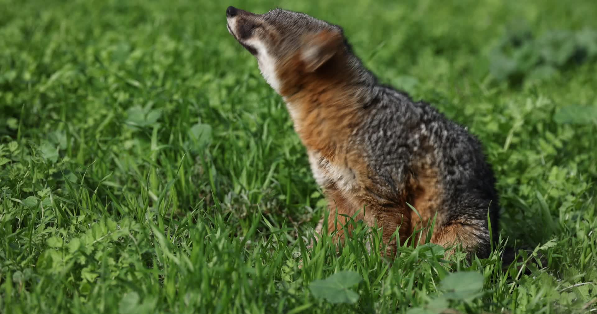 狐狸野外草地晒太阳觅食夏日阳光视频的预览图