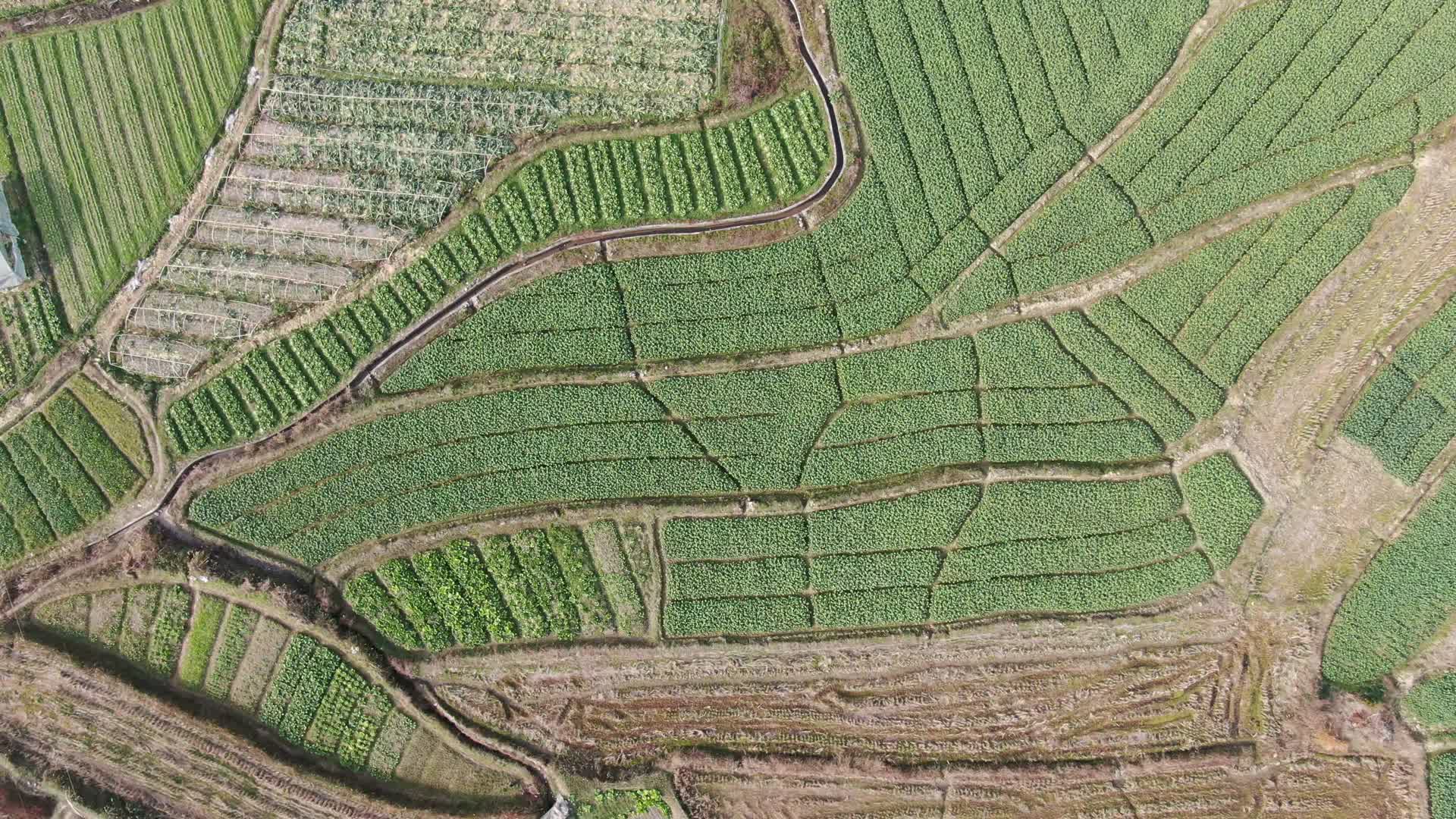 农业种植农田稻田航拍视频的预览图