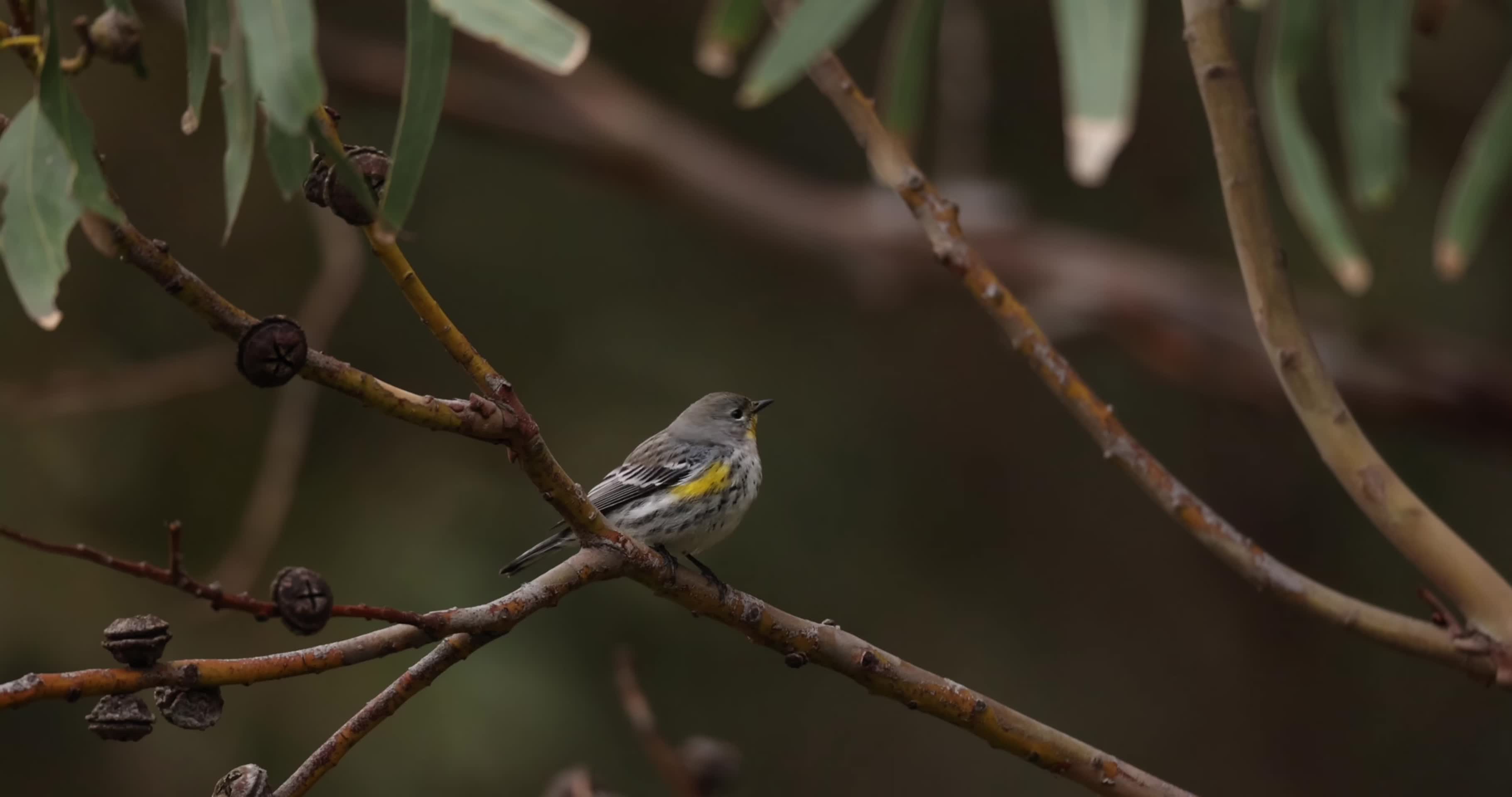 春季小鸟枝头觅食休息视频的预览图