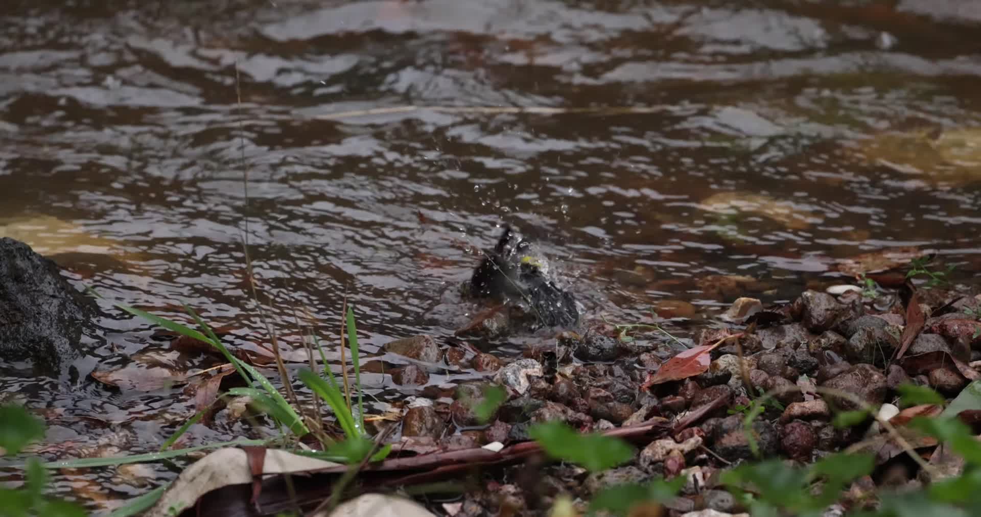 小鸟池塘小溪边洗澡戏水视频的预览图