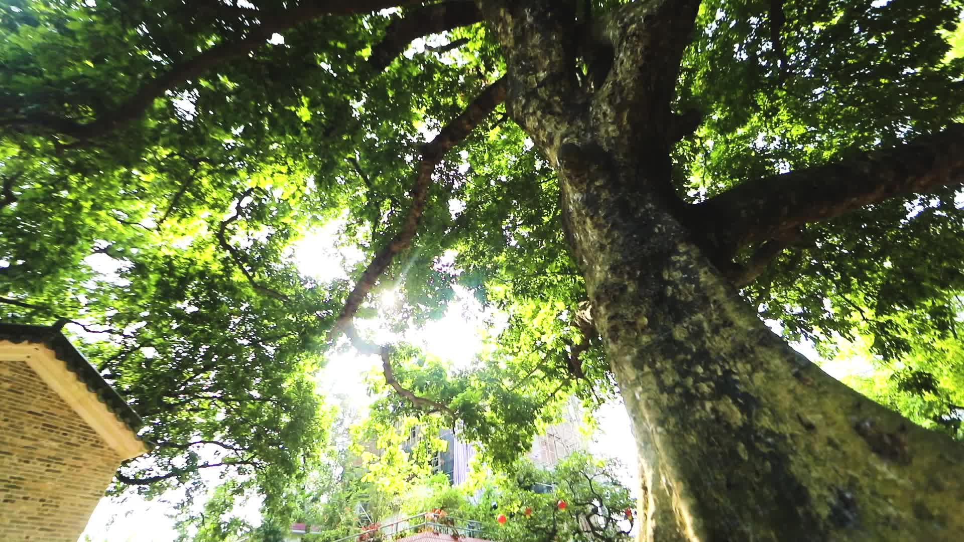 l1蕉园村裹蒸粽树下逆光移拍2视频的预览图