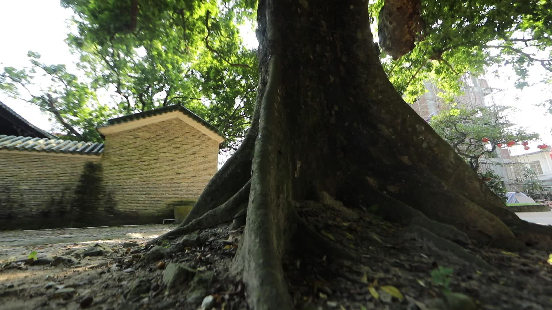 l1蕉园村裹蒸粽树下逆光移拍4视频的预览图