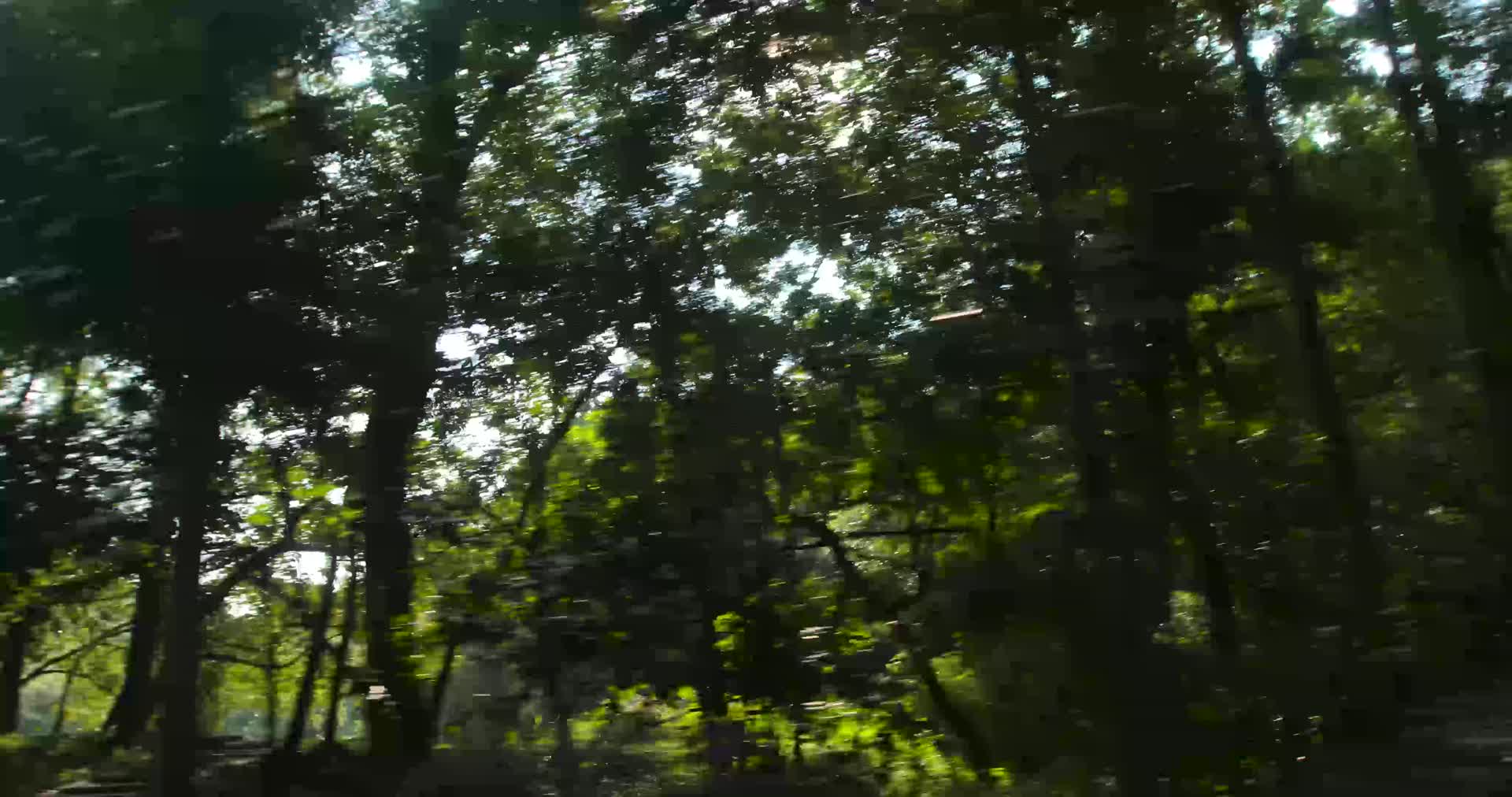 4kl1鼎湖山沿途风光树木植被视频的预览图