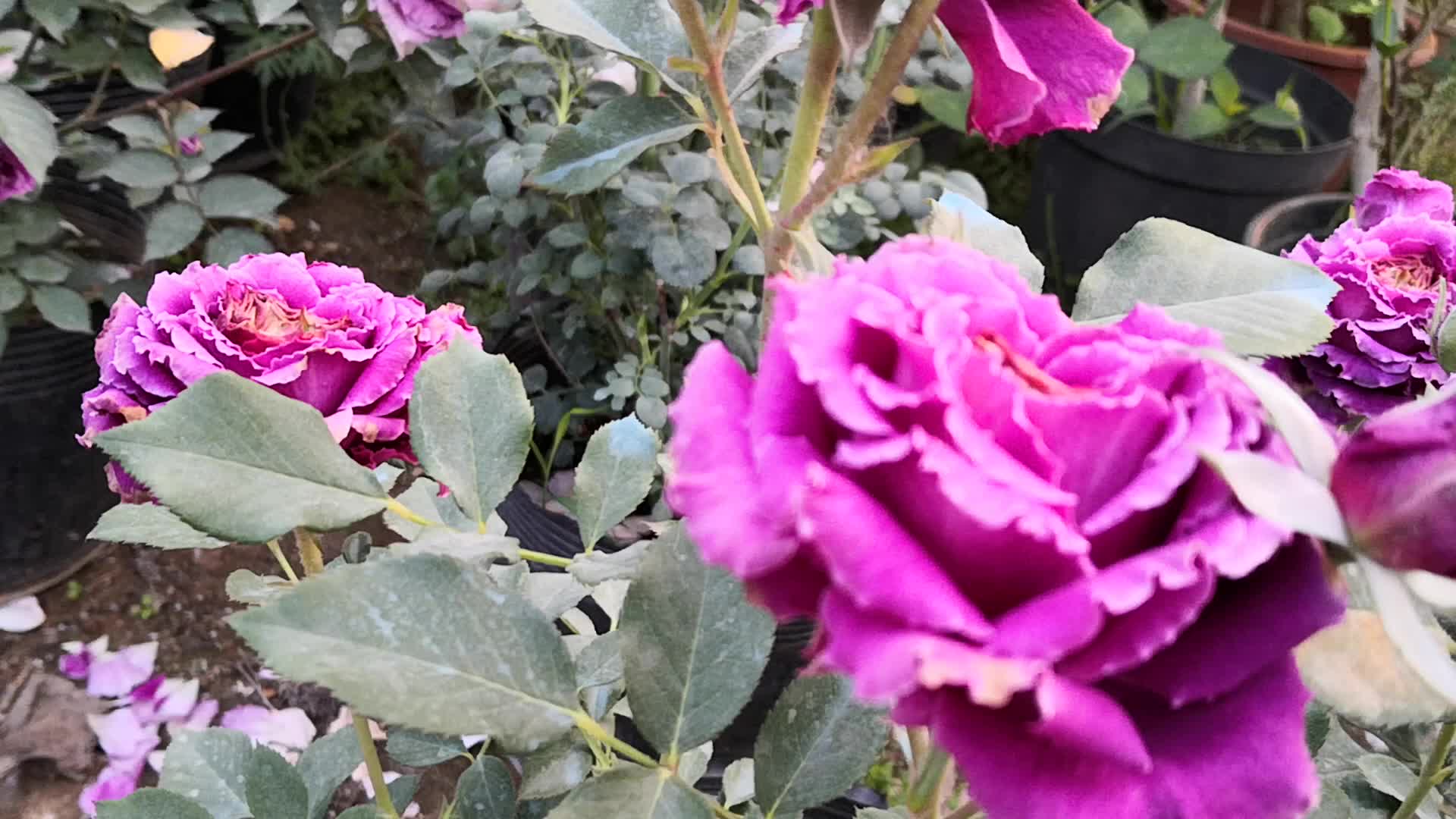 盛开的的花朵视频的预览图