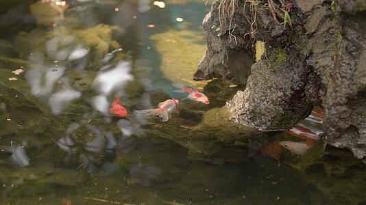 池塘溪流假山露水滴水金鱼观赏鱼小鱼夏日风光中式园林意境视频的预览图